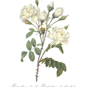 Ink Inc. Vintage Botanical Prints | Roses White Pink Wall Art | Floral Decor | Set of 3 8"x10" Unframed