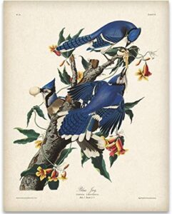 blue jays – 11×14 unframed art print – great home decor and a great gift for bird watchers under $15