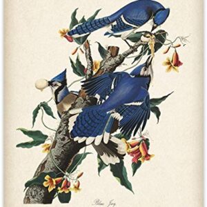 Blue Jays - 11x14 Unframed Art Print - Great Home Decor and a Great Gift for Bird Watchers Under $15