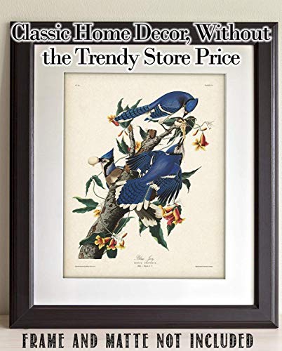 Blue Jays - 11x14 Unframed Art Print - Great Home Decor and a Great Gift for Bird Watchers Under $15