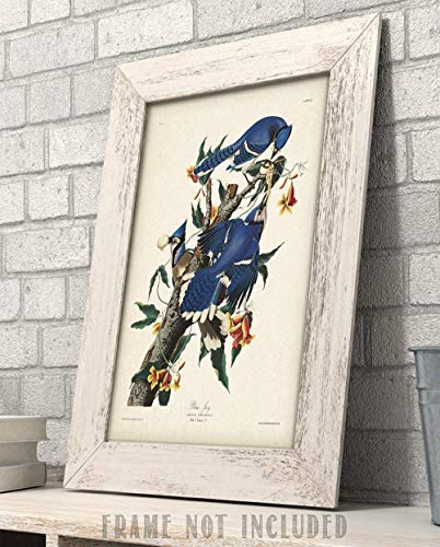 Blue Jays - 11x14 Unframed Art Print - Great Home Decor and a Great Gift for Bird Watchers Under $15