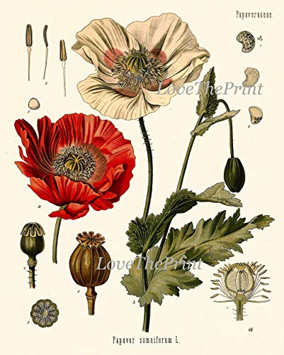 Botanical Flower Set of 4 Art Prints Antique Beautiful Red Rose Poppy Large Black Hollyhock Dandelion Spring Summer Garden Home Room Wall Decor Unframed KOH