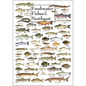 earth sky + water – freshwater fishes of the northeast – poster