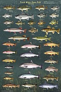 fresh water game fish of north america educational reference chart print poster 24×36