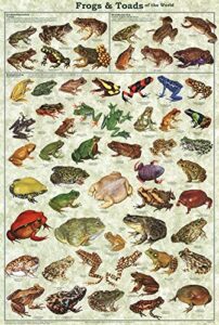 picture peddler frogs & toads of the world laminated educational science classroom chart print poster 24×36