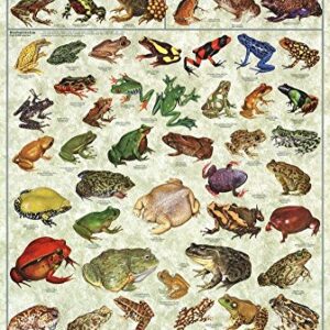 Picture Peddler Frogs & Toads of the World Laminated Educational Science Classroom Chart Print Poster 24x36