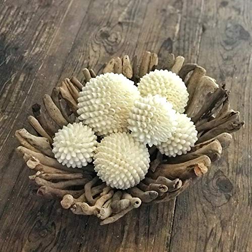 Tumbler Home Real White Seashell Sphere with Lucite Stand | 3 Inches Wide | Beach House Shelf Decor