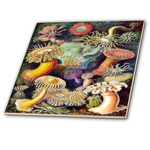 3drose ct_98543_4 1800s famous german biologist illustration of sea life ceramic tile, 12″