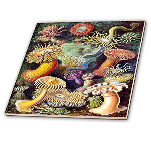 3dRose ct_98543_4 1800S Famous German Biologist Illustration of Sea Life Ceramic Tile, 12"