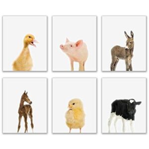 baby farm animals poster prints – set of 6 (8×10) adorable furry barn portraits wall art nursery decor – calf (cow) – chick (chicken) – donkey – foal (horse) – duckling (duck) – piglet (pig)