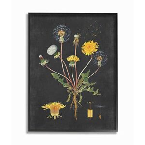stupell industries botanical drawing dandelion, design by artist lettered and lined wall art, 11 x 14, black framed