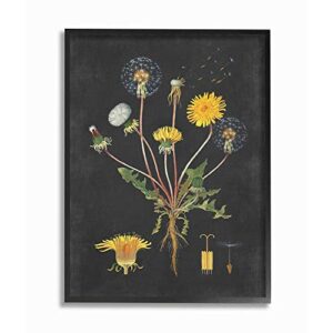 Stupell Industries Botanical Drawing Dandelion, Design by Artist Lettered and Lined Wall Art, 11 x 14, Black Framed