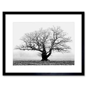 old oak tree black white mist fog photo framed art print picture & mount f12x634