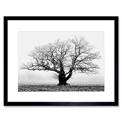 OLD OAK TREE BLACK WHITE MIST FOG PHOTO FRAMED ART PRINT PICTURE & MOUNT F12X634