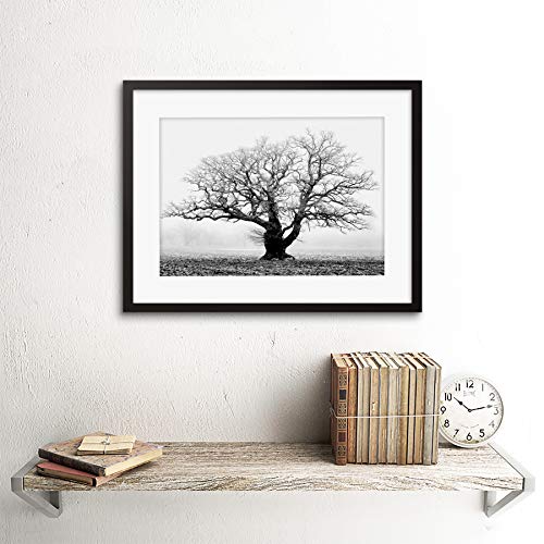 OLD OAK TREE BLACK WHITE MIST FOG PHOTO FRAMED ART PRINT PICTURE & MOUNT F12X634