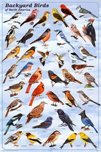 backyard birds poster, 24×36