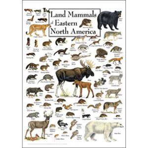 earth sky + water – land mammals of eastern north america – poster