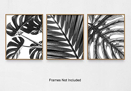 Grey Tropical Leaf Botanical Wall Art 3 Piece Print Set 8x10 Unframed Black and White Monstera and Palm Leaves for Bathroom, Bedroom Home Decor Idea