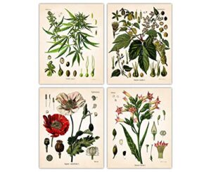 vintage psychoactive plants botanical farmhouse wall art poster print, set of 4, 8×10 boho decoration prints, nature pictures, aesthetic floral posters for bedroom, bathroom, kitchen & office decor