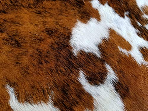 Brindle White Belly Cowhide Rug Cow Hide Skin Leather Area Rug: Large