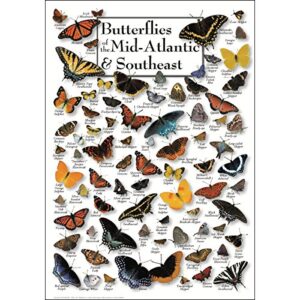 earth sky + water – butterflies of the mid-atlantic & southeast – poster