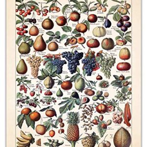 Vintage Fruits Illustration: Farmhouse Kitchen Wall Art Decoration & Decor - 11x14 Unframed Art Print Signs, Aesthetic Pictures & Unique Art Wall Poster Decorations for the Kitchen