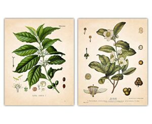 vintage coffee & tea plant botanical farmhouse wall art poster print, boho decoration prints, aesthetic floral pictures for bedroom, bathroom, kitchen, office decor | set of 2 unframed posters 8×10″