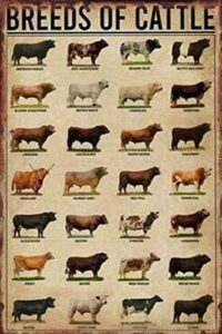 breeds of cattle poster retro painting tin sign for street garage family restaurant cafe bar people cave farm wall decoration crafts metal tin sign 12x16inch