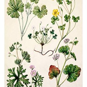 Ink Inc. Botanical Prints Floral Wildflowers Wall Art Prints - Set of 9-5x7- Matte - Unframed