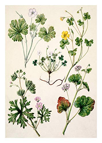 Ink Inc. Botanical Prints Floral Wildflowers Wall Art Prints - Set of 9-5x7- Matte - Unframed