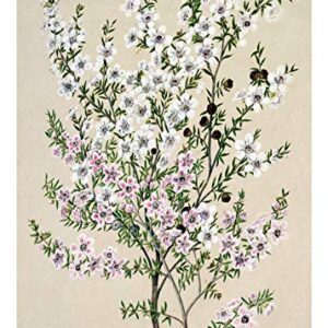 Ink Inc. Botanical Prints Floral Wildflowers Wall Art Prints - Set of 9-5x7- Matte - Unframed