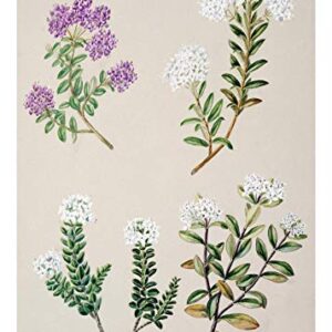 Ink Inc. Botanical Prints Floral Wildflowers Wall Art Prints - Set of 9-5x7- Matte - Unframed