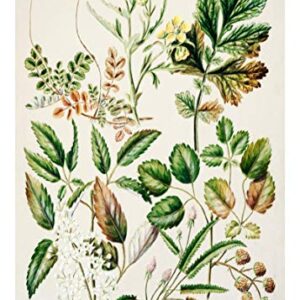 Ink Inc. Botanical Prints Floral Wildflowers Wall Art Prints - Set of 9-5x7- Matte - Unframed