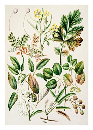 Ink Inc. Botanical Prints Floral Wildflowers Wall Art Prints - Set of 9-5x7- Matte - Unframed