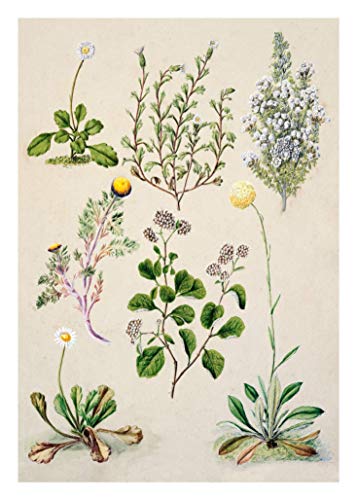 Ink Inc. Botanical Prints Floral Wildflowers Wall Art Prints - Set of 9-5x7- Matte - Unframed