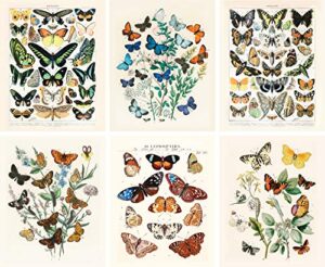 artivo vintage butterfly art prints 6 set 8×10, butterflies vintage poster prints, cottagecore aesthetic decor, vintage wall collage, wall art posters, vintage nature posters