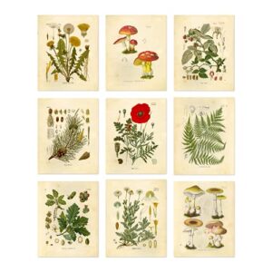 ink inc. botanical prints wall art ink inc – woodland plants wildflower mushrooms ferns berries – set of 9 8×10 unframed