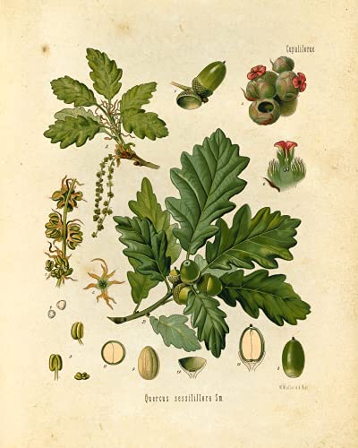 Ink Inc. Botanical Prints Wall Art Ink Inc - Woodland Plants Wildflower Mushrooms Ferns Berries - Set of 9 8x10 Unframed