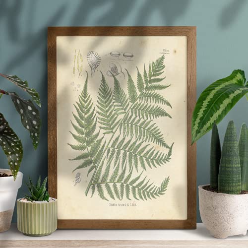 Ink Inc. Botanical Prints Wall Art Ink Inc - Woodland Plants Wildflower Mushrooms Ferns Berries - Set of 9 8x10 Unframed