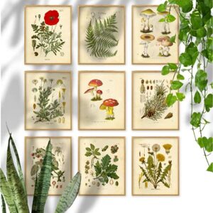 Ink Inc. Botanical Prints Wall Art Ink Inc - Woodland Plants Wildflower Mushrooms Ferns Berries - Set of 9 8x10 Unframed