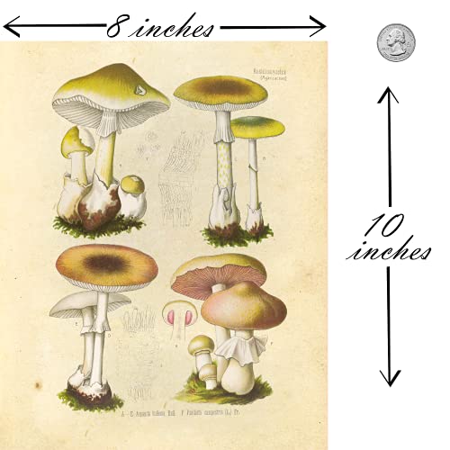 Ink Inc. Botanical Prints Wall Art Ink Inc - Woodland Plants Wildflower Mushrooms Ferns Berries - Set of 9 8x10 Unframed