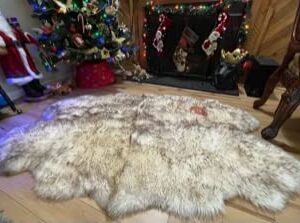 Genuine Natural Sheepskin Rug 4-Pelt Real Fur 71"x41"x 2" Premium Grade Australia and New Zealand Ethically Sourced by Windward (Ivory/White)