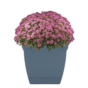 The HC Companies 8 Inch Eclipse Square Planter with Saucer - Indoor Outdoor Plant Pot for Flowers, Vegetables, and Herbs, Slate Blue