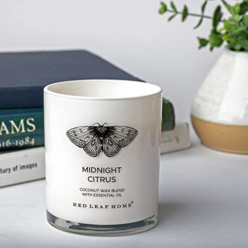 Red Leaf Home | Midnight Citrus Jar Candle with Wooden Lid | Medium | Aromatherapy | Vintage Insect Collection | 11oz