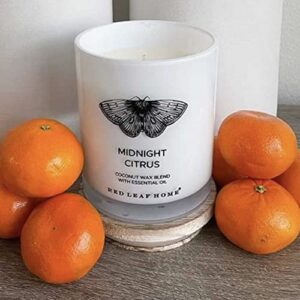 Red Leaf Home | Midnight Citrus Jar Candle with Wooden Lid | Medium | Aromatherapy | Vintage Insect Collection | 11oz