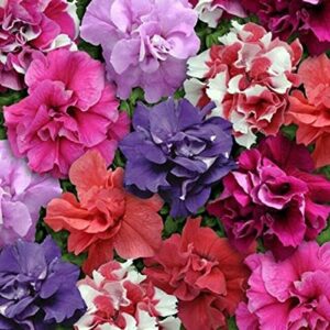 lgko 50 double mix petunia s-e-e-ds flọwer containers hanging baskets window s-e-e-d