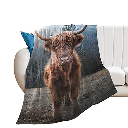 Cow Blanket Cool Highland Horned Baby Cow Cattle Enjoying The Sunrise Flannel Blanket,Ultra Soft Sofa Bed Blanket, Lightweight Travel Throw Blankets Novelty Gift Blanket Unisex,60"X50"