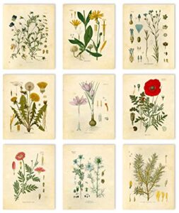 vintage botanical prints | wildflower wall art by ink inc. | farmhouse decor | boho design | set of 9 8×10 unframed