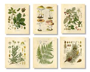 vintage botanical prints | woodland plants by ink inc. | forest wildflower mushrooms wall art | boho farmhouse decor | set of 6 8″x10″ unframed