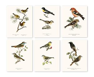 vintage song bird prints by ink inc. | nature wall art | boho farmhouse decor | set of 6 8×10 unframed